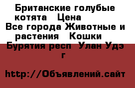 Британские голубые котята › Цена ­ 5 000 - Все города Животные и растения » Кошки   . Бурятия респ.,Улан-Удэ г.